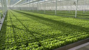 IUNU-Priva Expanded Partnership Will Focus on AI-Driven Growing