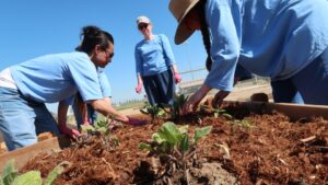 Meet This Year’s Award-Winning Therapeutic Gardens
