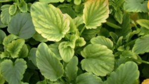 Watch Out for Iron Deficiency in Pansies