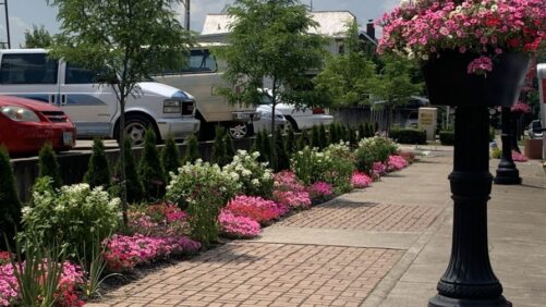 Why 2026 Will Be a Big Year for America in Bloom