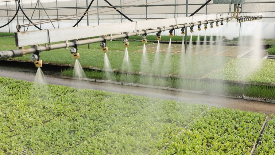 Best Practices For Root Zone Management in the Greenhouse