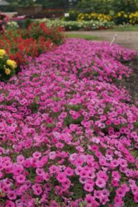Petunia ‘Supertunia Mini Vista Hot Pink’ (Proven Winners)