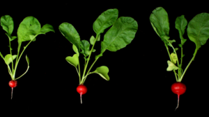 How Increasing Light Improves Radish Yields