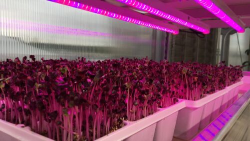 A Roundup of the Latest Lighting Research for CEA Production