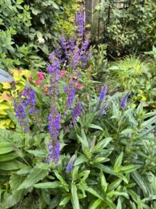 Salvia 'Blue by You'