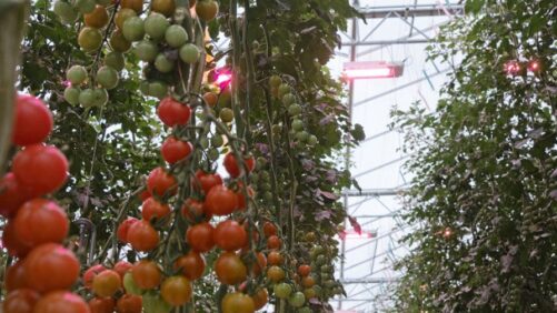 Think Far-Red Light Works in Greenhouse Tomatoes? Not So Fast