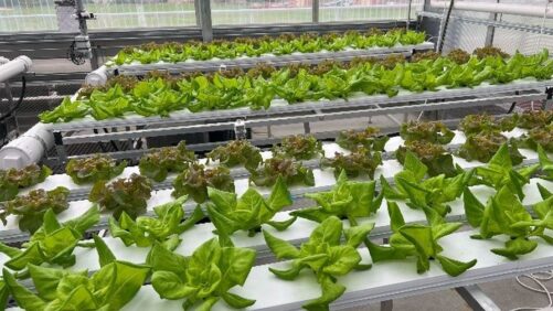 Learning Opportunity: Controlled Environment Horticulture in the Lone Star State