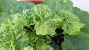 Knowing the Signs of Viruses in Geraniums