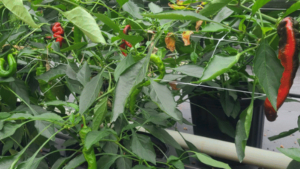 How One Long Island R&D Greenhouse Is Yielding Great Results