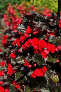 Begonia ‘Adora Velvet Red’ (Syngenta Flowers)