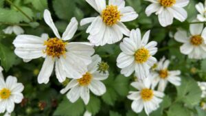 Hot Weather Doesn’t Deter From Plant Trials at North Carolina State University
