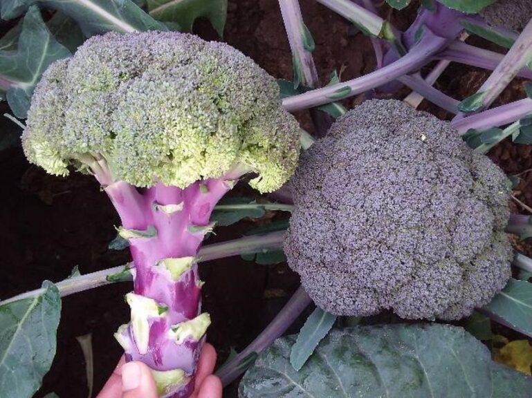 Broccoli ‘Purple Magic’ (Sakata Seed America)