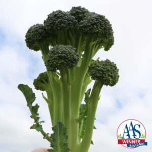 Broccoli ‘Skytree’ (Bayer Vegetable Seeds)
