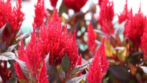 All-America Selections Names Eight New Award-Winning Varieties for 2024