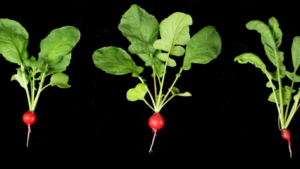 Turning Up the Heat on Greenhouse Radishes