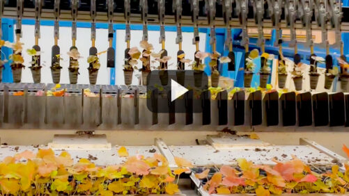 How a TTA FlexSorter Is Helping the Growing Team at Walters Gardens (Video)