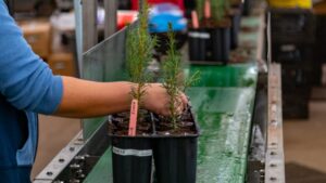 Navigating Seasonal Safety Risks in the Horticulture Industry