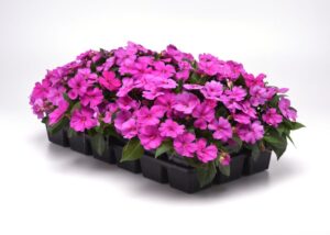 Impatiens ‘Interspecific Solarscape XL Pink Jewel’ (PanAmerican Seed)