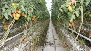 Quality, Automation, and Other Trends Driving Fresh Produce Into 2024
