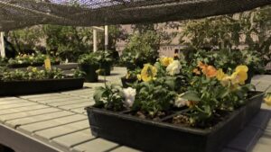 Research Project Looks at Managing Pansy Height With Colored Shade Nets