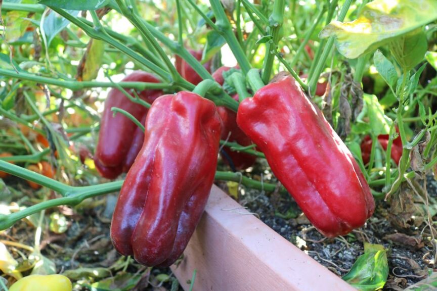 Pepper ‘Red Impact’ F1 (Bayer Vegetable Seeds)