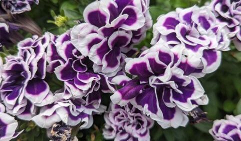 Why 2023 Was a Milestone Year for Plant Trials at Welby Gardens