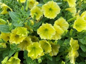 Petunia Supertunia Mini Vista Yellow Proven Winners