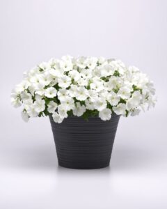 Petunia ‘SureShot White’ (Ball FloraPlant)