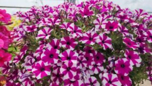 Petunia Production Pointers to Help You Prepare for Spring