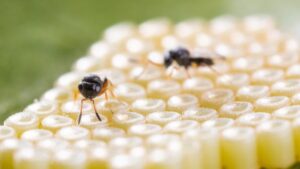 Parasitic Wasp From Koppert Recognized at International Biocontrol Meeting