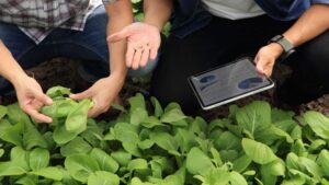 Adopting Technologies in the Greenhouse to Develop Business Resilience