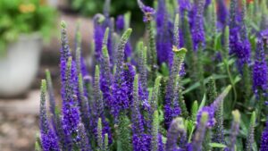 Monrovia’s Bee a Winner Program Generates Buzz for Garden Retailers