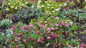 Winter Jewels Hellebores Find a Home at Little Prince of Oregon