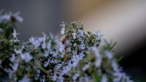 How You Can Help Beneficial Insects Survive Winter