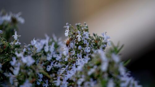 How You Can Help Beneficial Insects Survive Winter