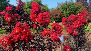 Heat Makes for Tough Growing Conditions in Louisiana Field Trials
