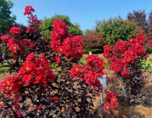 Crape Myrtle ‘Center Stage Red’ (Proven Winners/Spring Meadow Nursery)