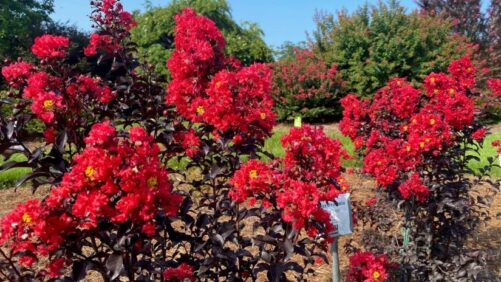 Heat Makes for Tough Growing Conditions in Louisiana Field Trials