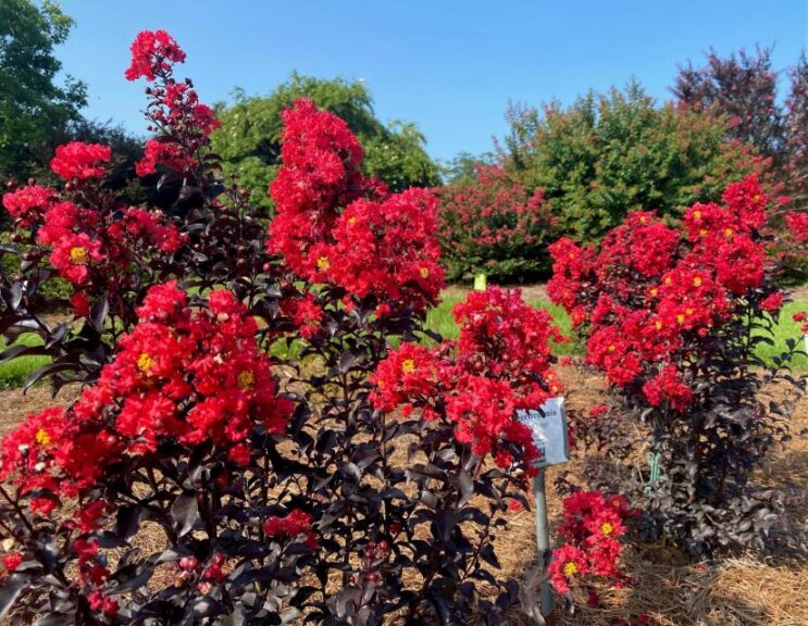 Crape Myrtle ‘Center Stage Red’ (Proven Winners/Spring Meadow Nursery)