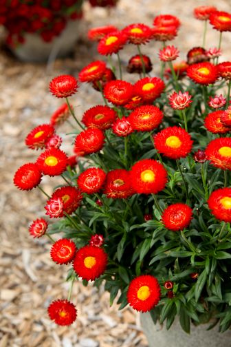 Bracteantha ‘Granvia Crimson Sun’ (Suntory Flowers)