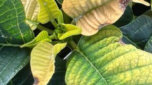 Watch for Botrytis and Other Disease as You Finish Poinsettias