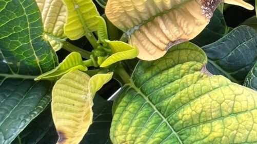 Watch for Botrytis and Other Disease as You Finish Poinsettias