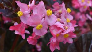 Best Performers From Colorado State’s 2023 Flower Trials