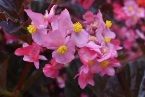 Best New Variety: Begonia ‘Stonehedge Rose Bronze Leaf’ (Benary)