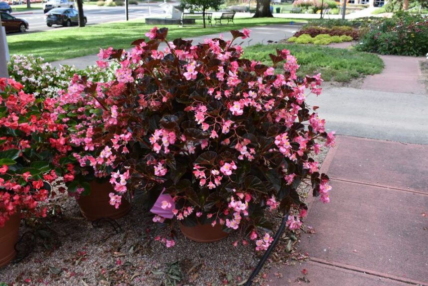 Best New Variety: Begonia ‘Stonehedge Rose Bronze Leaf’ (Benary)