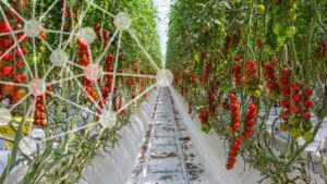 Blue Radix Adds Crop Strategy Optimization to Autonomous Growing