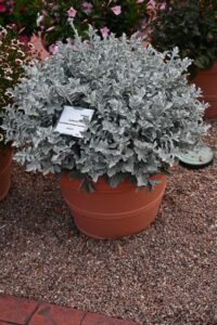 Best Novelty: Centaurea ‘FanciFillers Chrome Fountain’ (Westhoff)