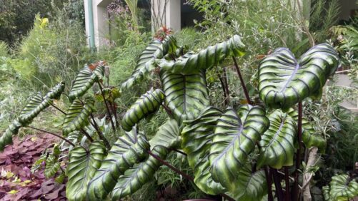 Pennsylvania Horticultural Society Lands on Fast Company’s List of Innovative Companies