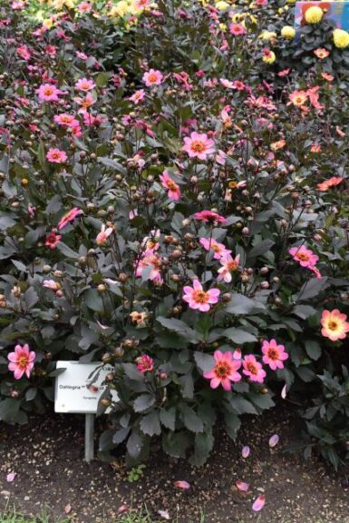 Best of Show: Dahlia ‘Dahlegria Apricot Tricolor’ (Syngenta Flowers)