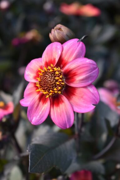 Best of Show: Dahlia ‘Dahlegria Apricot Tricolor’ (Syngenta Flowers)